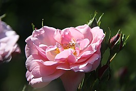 花,玫瑰,粉紅色的玫瑰