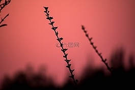 植物,自然,戶外