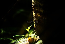 樹,秋天的落葉,發(fā)芽