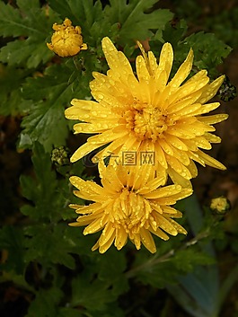 鮮花,花園,植物