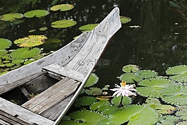 睡蓮,池塘,荷花