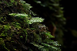 樹(shù),秋天的落葉,樹(shù)梢。