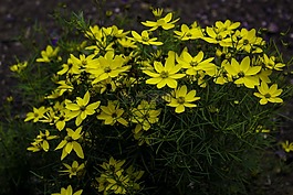 花,黃色,性質(zhì)