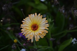 花,植物區(qū)系,性質(zhì)