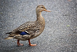 鴨,動物,鳥
