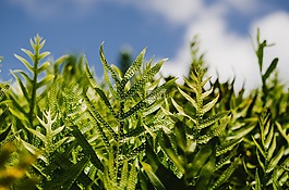 綠色,植物,原野