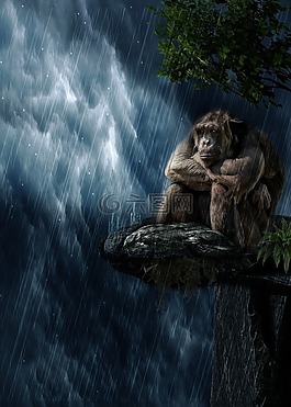 雨,猴子,哺乳動物