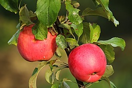 苹果,食品,成熟
