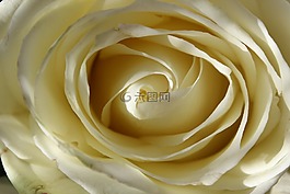白玫瑰,開(kāi)花,花
