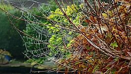 蜘蛛網,秋季,網絡