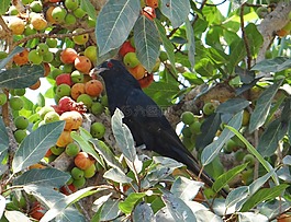 亚洲koel,eudynamys scolopaceus,鸟