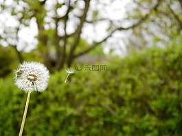 蒲公英,褪色,種子