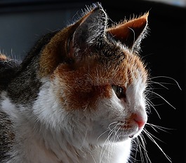 貓,可愛,動物
