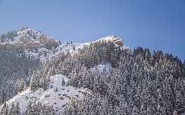 山,高原,樹