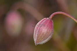 花卉,春天,性質(zhì)