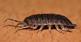 bug,動(dòng)物,ressemblance