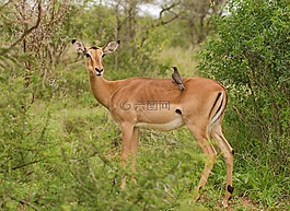 黑斑羚,薩凡納,oxpecker