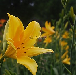 花,黃色,黃色的花
