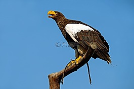 巨鷹,阿德勒,鳥