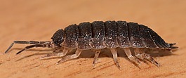 bug,動(dòng)物,ressemblance