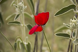 花卉,罂粟 rhoeas,红色
