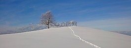 冬天,樹(shù),雪
