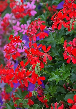 天竺葵,紅色,開花