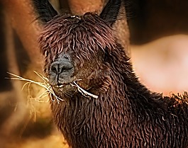 駝,自然,野生動物