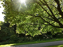 樹,花園,英格蘭