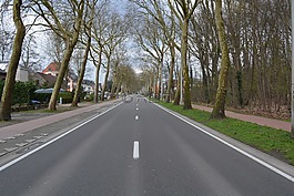 路,樹木,瀝青