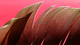 春天,鳥(niǎo),羽毛
