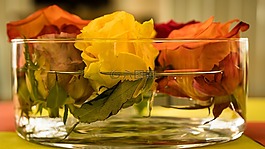玫瑰,開花,花