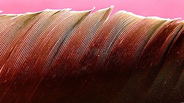 春天,羽毛,鳥(niǎo)