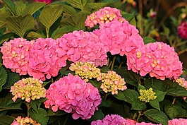 繡球花,花卉,鮮花