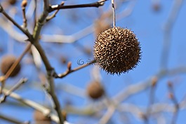 分支機(jī)構(gòu),性質(zhì),樹