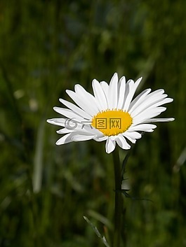 毛茛,性質(zhì),指出花