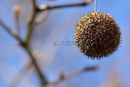 分支機構,性質,樹