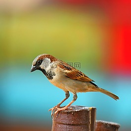 鳥,野生動物,自然