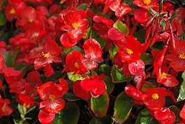 冰秋海棠,鲜花,红色
