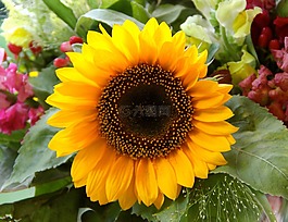 性質(zhì),花,太陽花