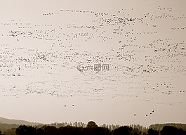 性質(zhì),動(dòng)物,鳥類