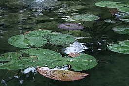 池,水,綠色