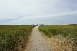 路徑,綠色,草