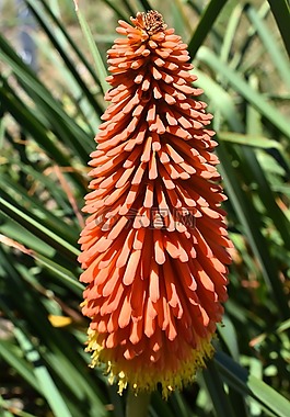 kniphofia花,植物区系,性质