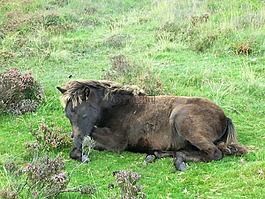 小馬,dartmoorpony,駒