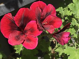 花,廠,天竺葵