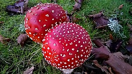 毒菌,自然,紅色