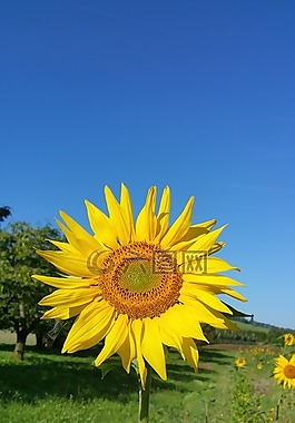 太陽花,草地,owen