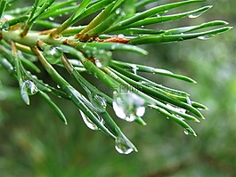 松,針,水