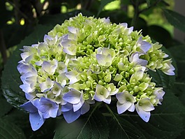 花,繡球,植物